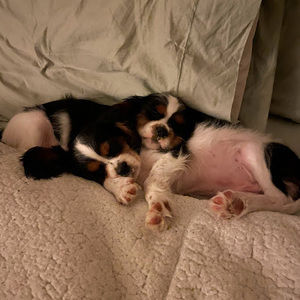 Meet your Posher, Isabella